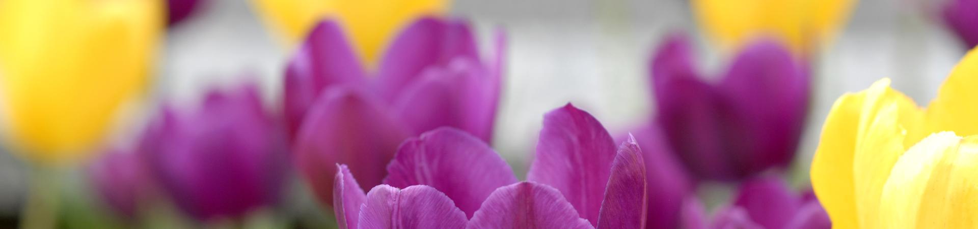 Purple and yellow tulips
