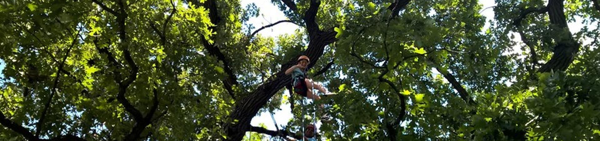 A child climbs a tree